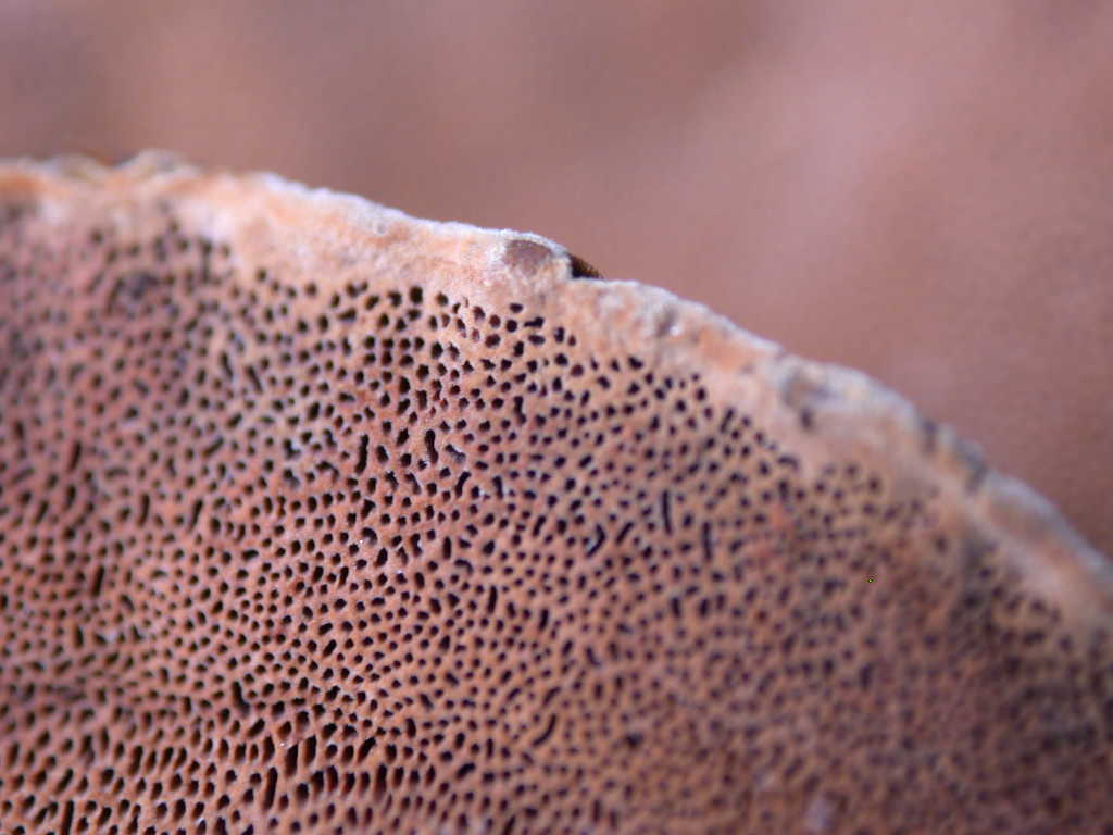 Su Salix caprea ...(Phellinus conchatus)